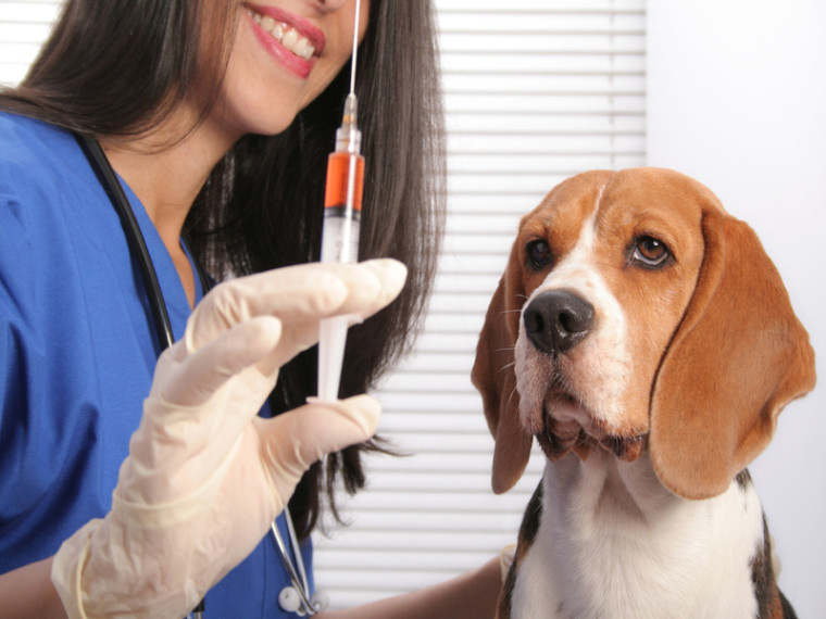 Плановая вакцинация домашних животных. Плановая вакцинация домашних животных.